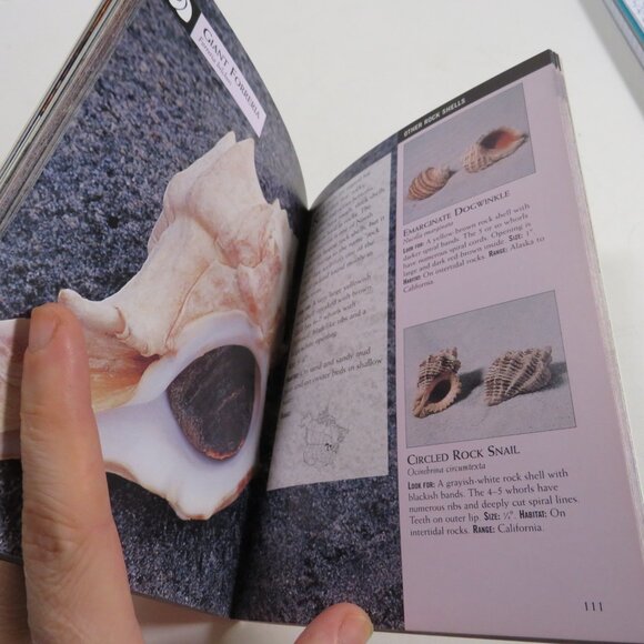 Sea Shells First Field Guide National Audubon Society 2000 LIKE NEW - Picture 6 of 15